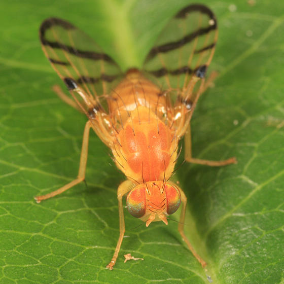 Rose Hip Fly - Rhagoletis basiola