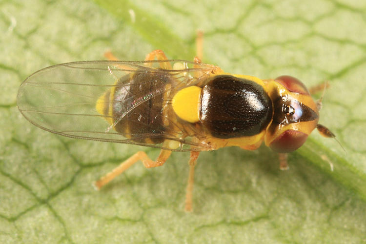 Thaumatomyia grata