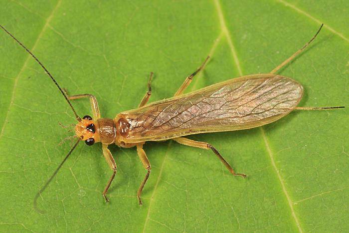 Perlesta sp.