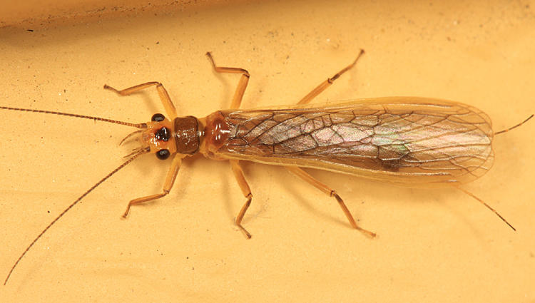 Perlesta sp.