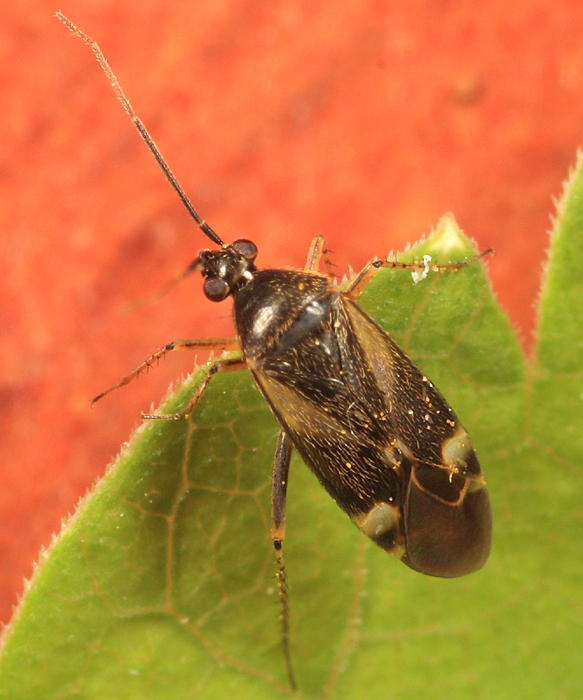 Plagiognathus obscurus