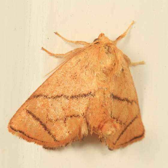 4667 - Inverted Y Slug Moth - Apoda y-inversum