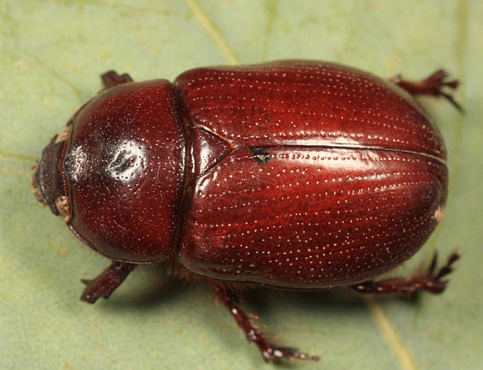 Ligyrus ruginasus