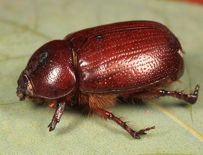 Ligyrus ruginasus