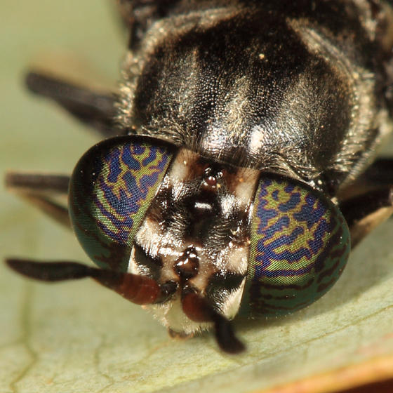 Black Soldier Fly - Hermetia illucens