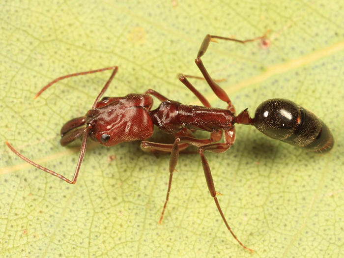 Trapjaw Ant - Odontomachus clarus