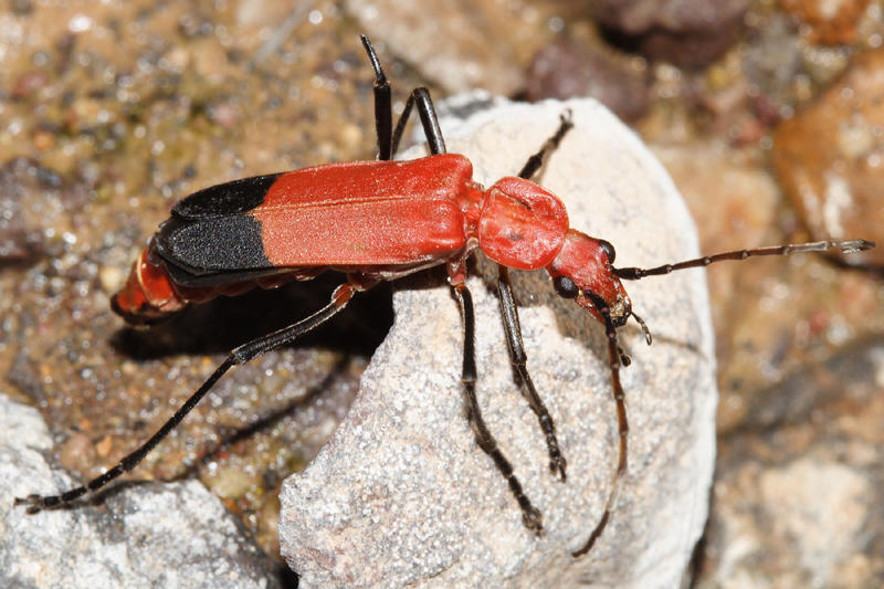 Chauliognathus lecontei