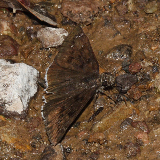 Mournful Duskywing - Erynnis tristis