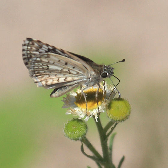 Desert Checkered-Skipper - Pyrgus philetas