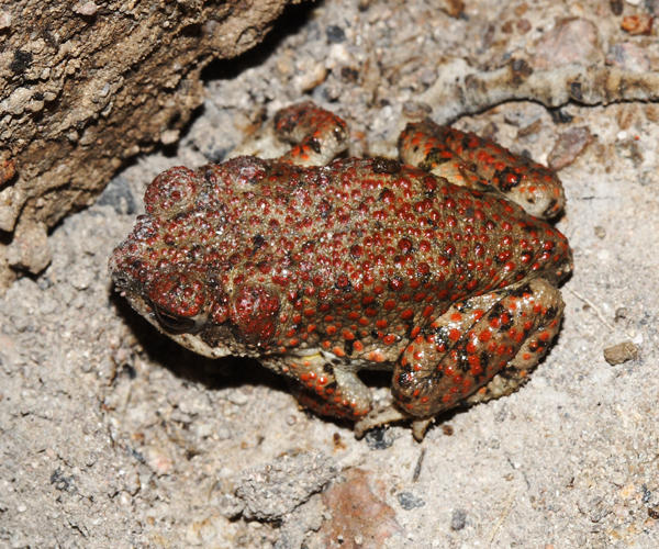 Red-spotted Toad - Anaxyrus punctatus