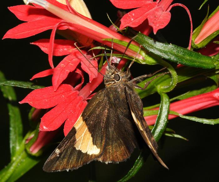 Golden-banded Skipper - Autochton cellus