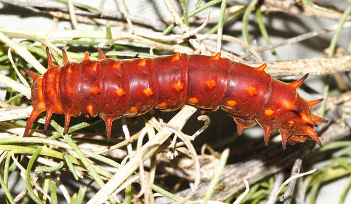 Pipevine Swallowtail - Battus philenor