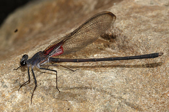 Canyon Rubyspot - Hetaerina vulnerata