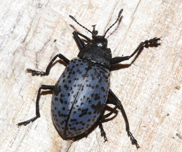 Cypherotylus californicus