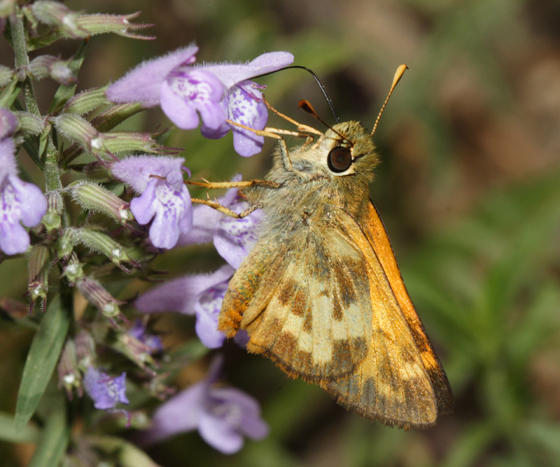 Taxiles Skipper - Poanes taxiles (male)