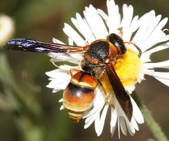 Euodynerus sp.