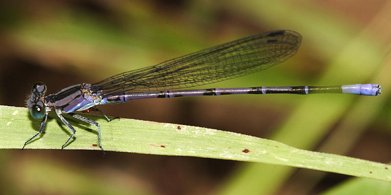 Springwater Dancer - Argia plana