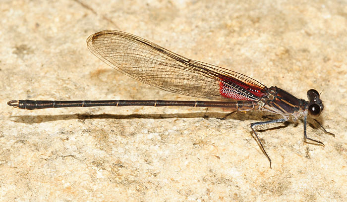 Canyon Rubyspot - Hetaerina vulnerata (male)