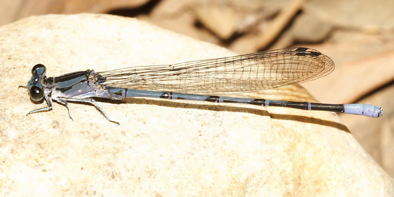 Springwater Dancer - Argia funebris (male)