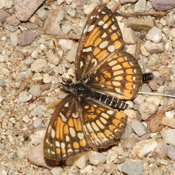 Theona Checkerspot - Chlosyne theona