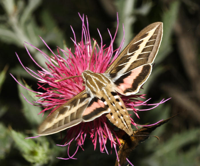 7894 - White-lined Sphinx - Hyles lineata