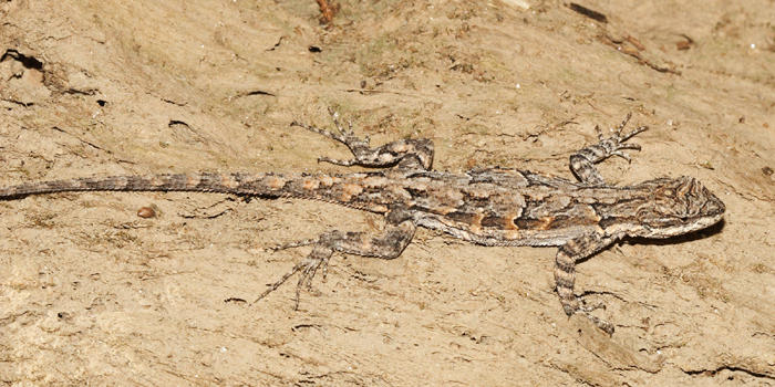 Ornate Tree Lizard - Urosaurus ornatus