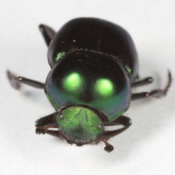 Tumblebug - Canthon indigaceus