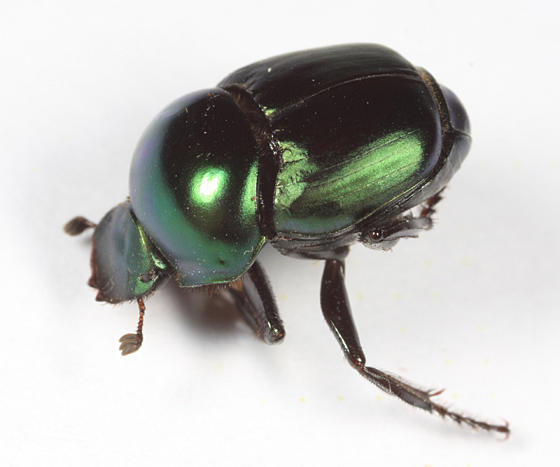 Tumblebug - Canthon indigaceus