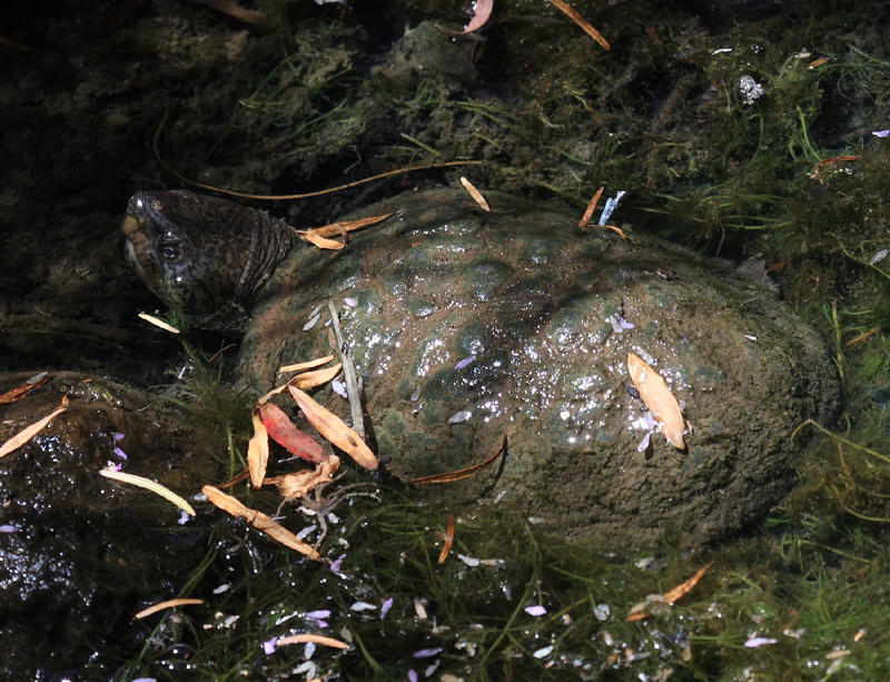 Sonora Mud Turtle - Kinosternon sonoriense