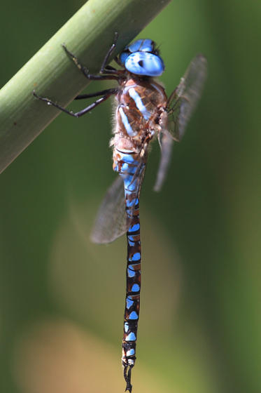 Blue-eyed Darner - Rhionaeschna multicolor (male)