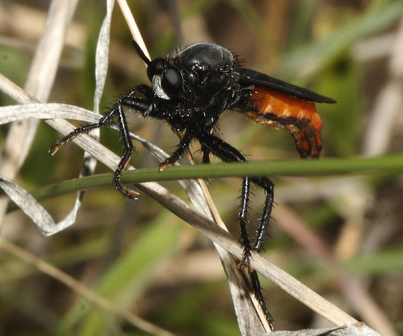 Ospriocerus abdominalis