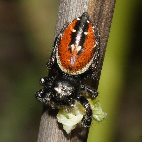 Phidippus carneus