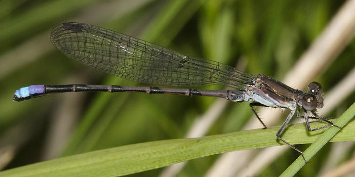 Violet Dancer - Argia fumipennis (male)