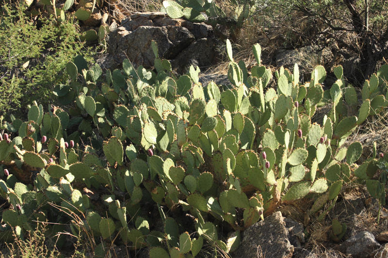Prickly Pear Cactus - Opuntia sp.