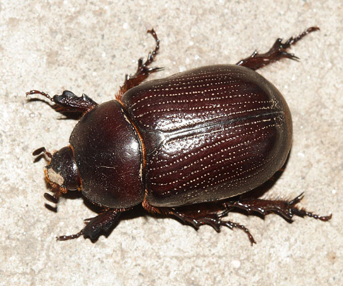 Orizabus clunalis (female)