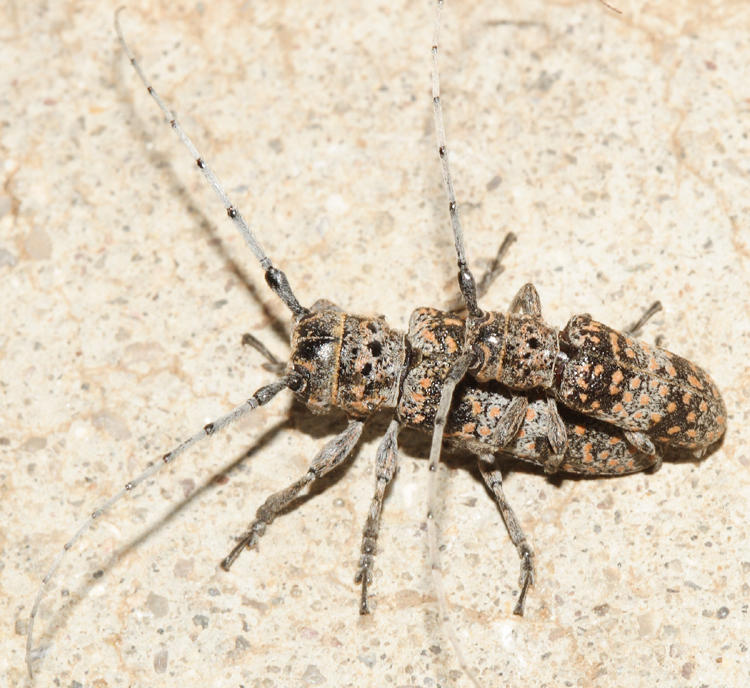 Mesquite Girdlers - Oncideres rhodosticta