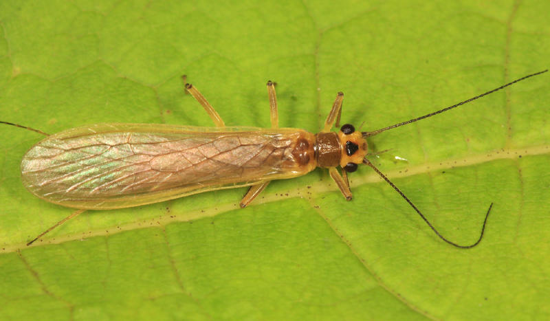 Perlesta sp.