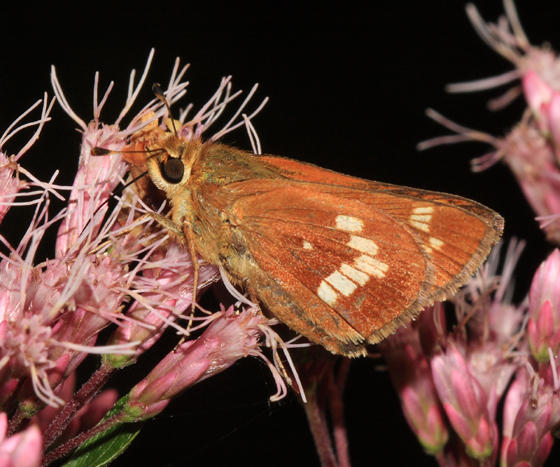 Leonards Skipper - Hesperia leonardus leonardus