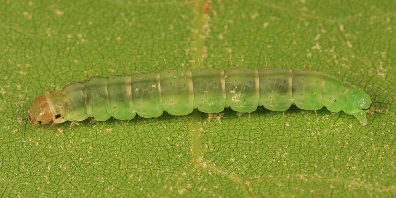 Probole sp.