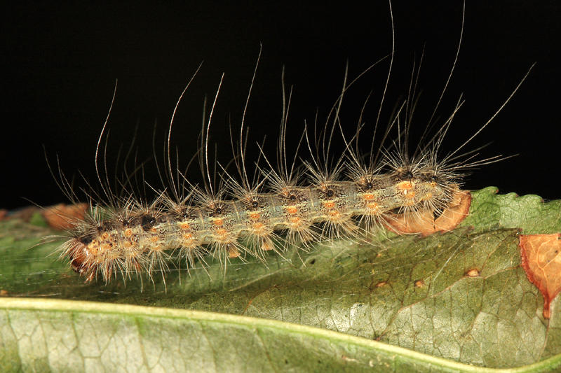 8140 - Fall Webworm - Hyphantria cunea