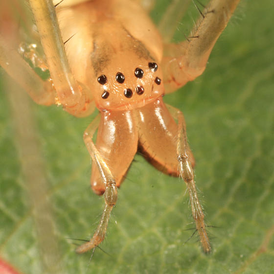 Tetragnatha sp.