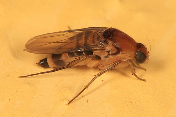 Phalacrotophora longifrons