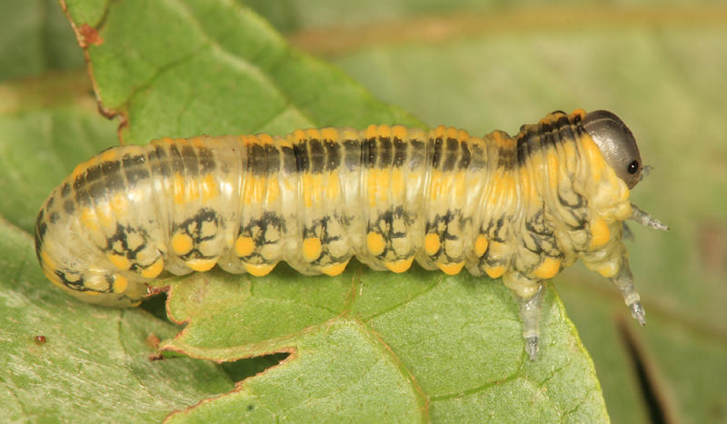 Introduced Pine Sawfly - Diprion similis (prepupal)