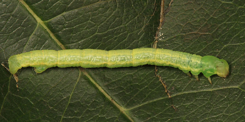 6798 - Elm Spanworm - Ennomos subsignaria