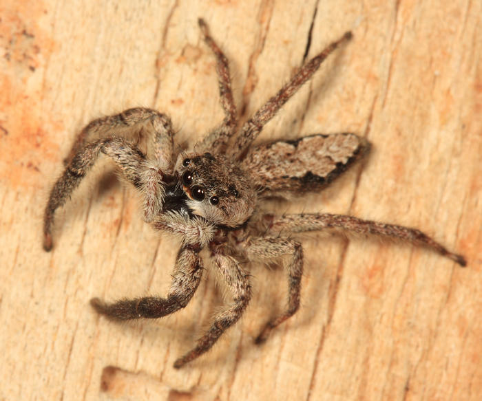 Platycryptus undatus