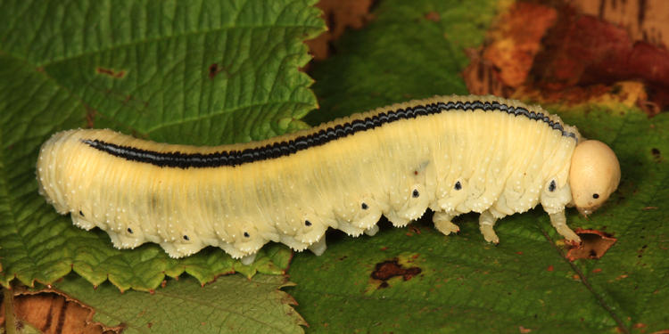Elm Sawfly larva - Cimbex americana