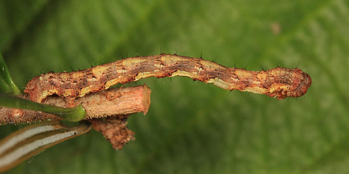 6863 - Gray Spruce Looper - Caripeta divisata
