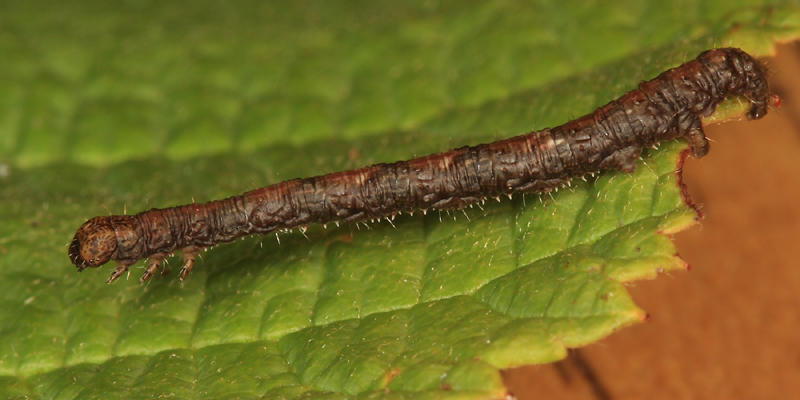 6796 - Pale Beauty - Campaea perlata