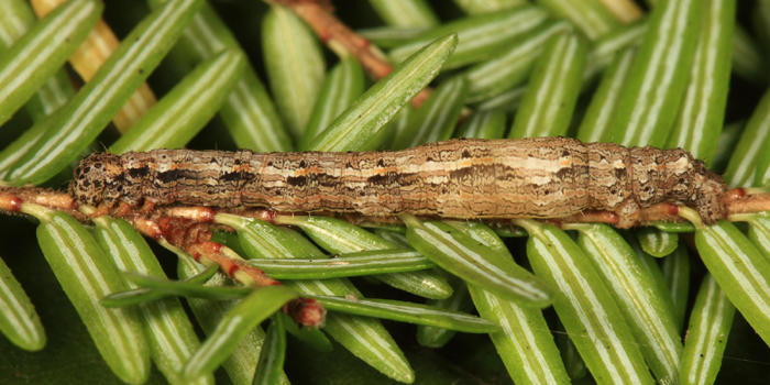 6894 - Curve-lined Looper - Lambdina fervidaria