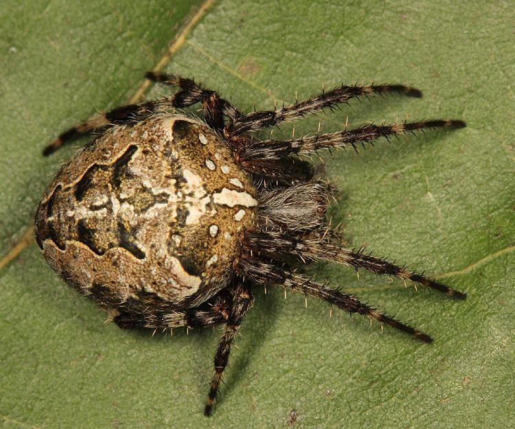 Araneus nordmanni